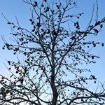 Liquidambar styraciflua Libunga