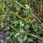 Nasturtium officinaleKvet