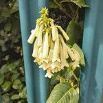 Phygelius aequalis Flower