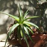 Dyckia brevifolia Лист