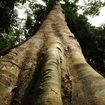 Xylopia cupularis Bark