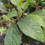 Viburnum rigidum Blad