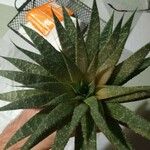 Aloe aristata葉