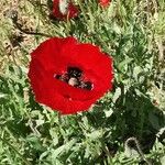 Papaver rhoeas Flower