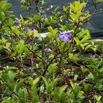 Brunfelsia uniflora पत्ता