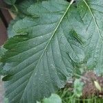 Scandosorbus intermediaপাতা