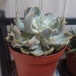 Echeveria runyoniiLeaf