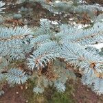 Picea pungens Blatt