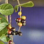 Antidesma rufescens Fruit