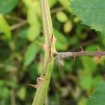 Rubus questieri Bark