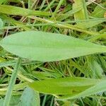 Scorpiurus vermiculatus Leaf