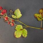 Rubus montanus Bloem