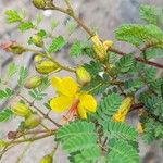 Caesalpinia mimosifolia Цветок