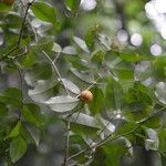 Eugenia costaricensis Плод