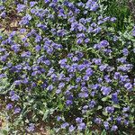 Phacelia ciliata 整株植物