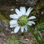 Leucanthemum graminifolium Blüte