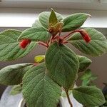 Kohleria amabilis 葉