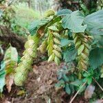 Flemingia strobilifera Leaf