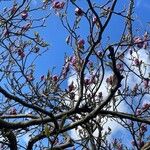 Magnolia liliiflora عادت