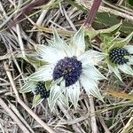 Eryngium carlinae Žiedas