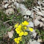 Erysimum ochroleucum Flor