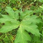 Heracleum maximum Blatt