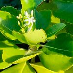 Erithalis fruticosa Virág