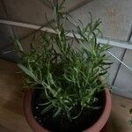 Salvia rosmarinoides Hedelmä