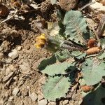 Taraxacum obovatum Blad