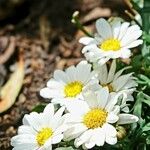Leucanthemopsis alpina 花