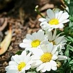 Leucanthemopsis alpina Flower