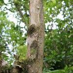 Psiloxylon mauritianum Bark