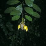 Gmelina philippensis Floare