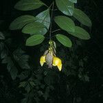 Gmelina philippensis Flower