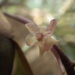 Rhipidoglossum rutilum Flower