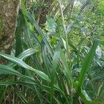 Pitcairnia angustifolia Yaprak