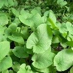 Lactuca macrophylla Feuille