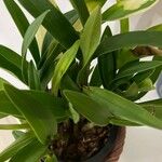 Maxillaria variabilis Blad