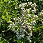 Parthenium integrifolium Çiçek