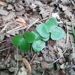 Hepatica nobilisFolio