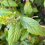 Pentas lanceolata Leaf