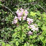 Saponaria officinalisFlor