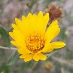 Grindelia cabrerae Lorea