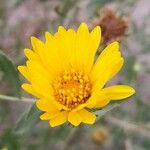 Grindelia cabrerae Λουλούδι