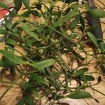 Viscum album Plante entière