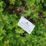 Geranium wlassovianum Yaprak