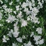 Allium massaessylum Fula