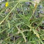 Diplotaxis tenuifolia Leaf