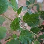 Boerhavia erecta Leaf