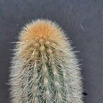 Cleistocactus variispinus Sonstige